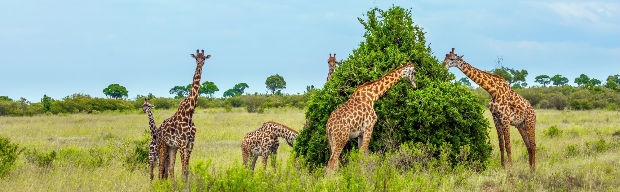 Masai Mara Mediviatges África