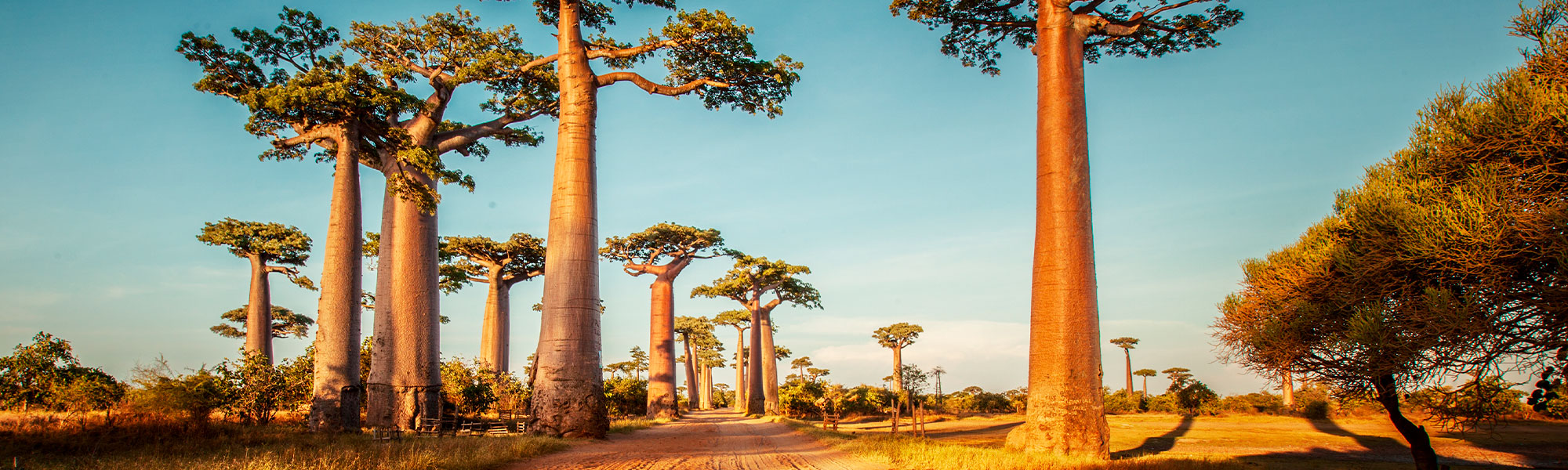 Senegal étnico y colonial