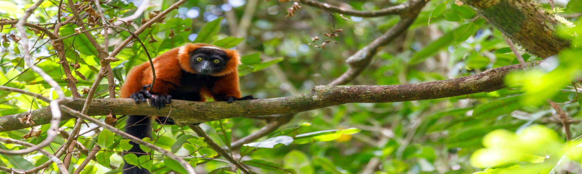 Madagascar