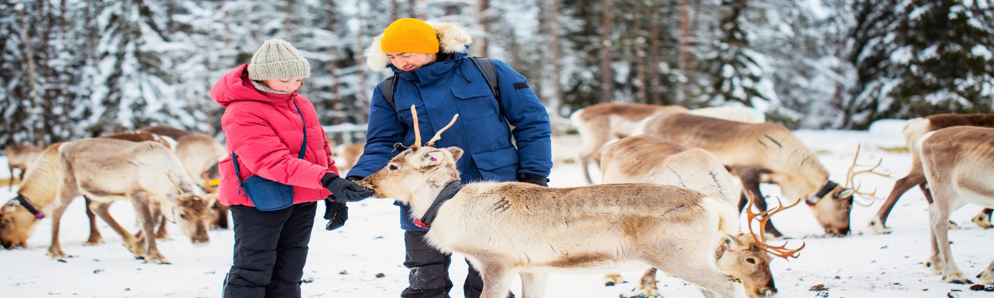 Prepont de desembre a Muonio, Lapònia finlandesa
