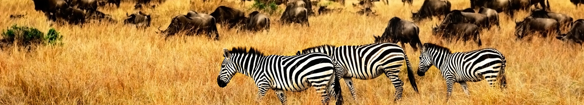 African landscape. Zebras herd and antelopes wildebeest at sunset Kenya