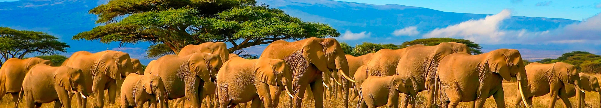 Essència de Tanzània i Zanzíbar | 7%