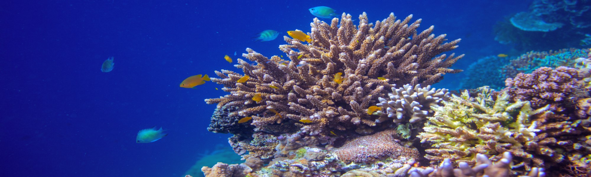 barrera corall australia