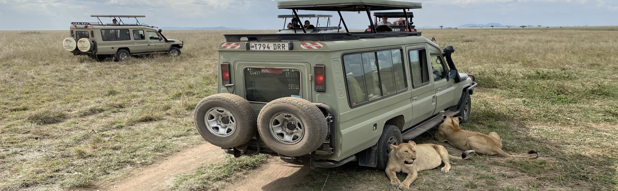 Safari per Kènia: Buscant al Rei Lleó