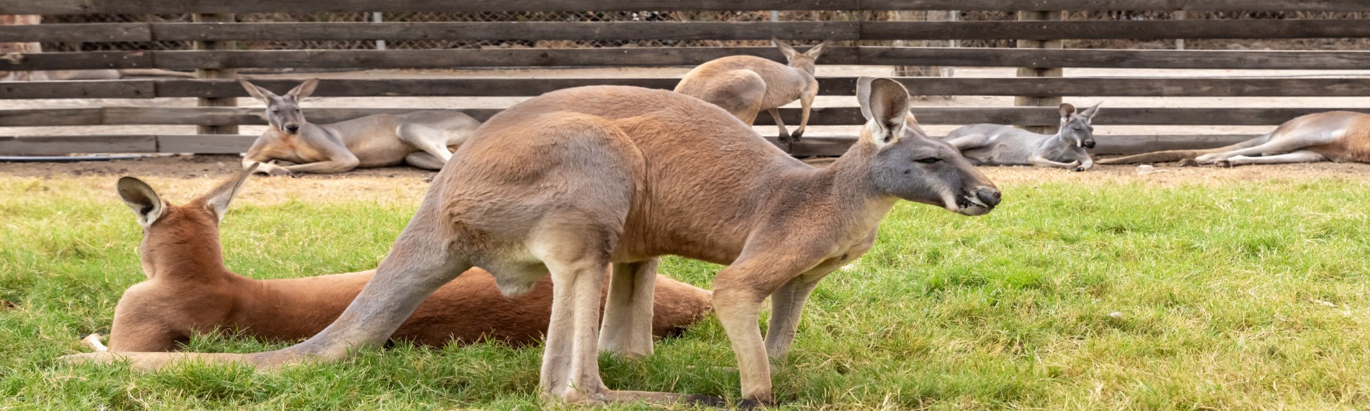 Australia Kangaroo